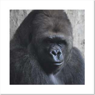 Western Lowland Gorilla Posters and Art